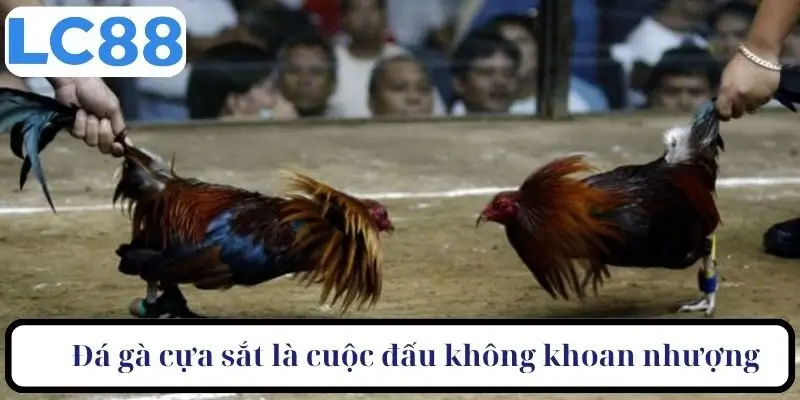 Đá gà cựa sắt là cuộc đấu không khoan nhượng